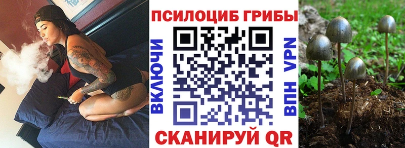Купить закладки  Циолковский  Псилоцибиновые грибы Psilocybe 